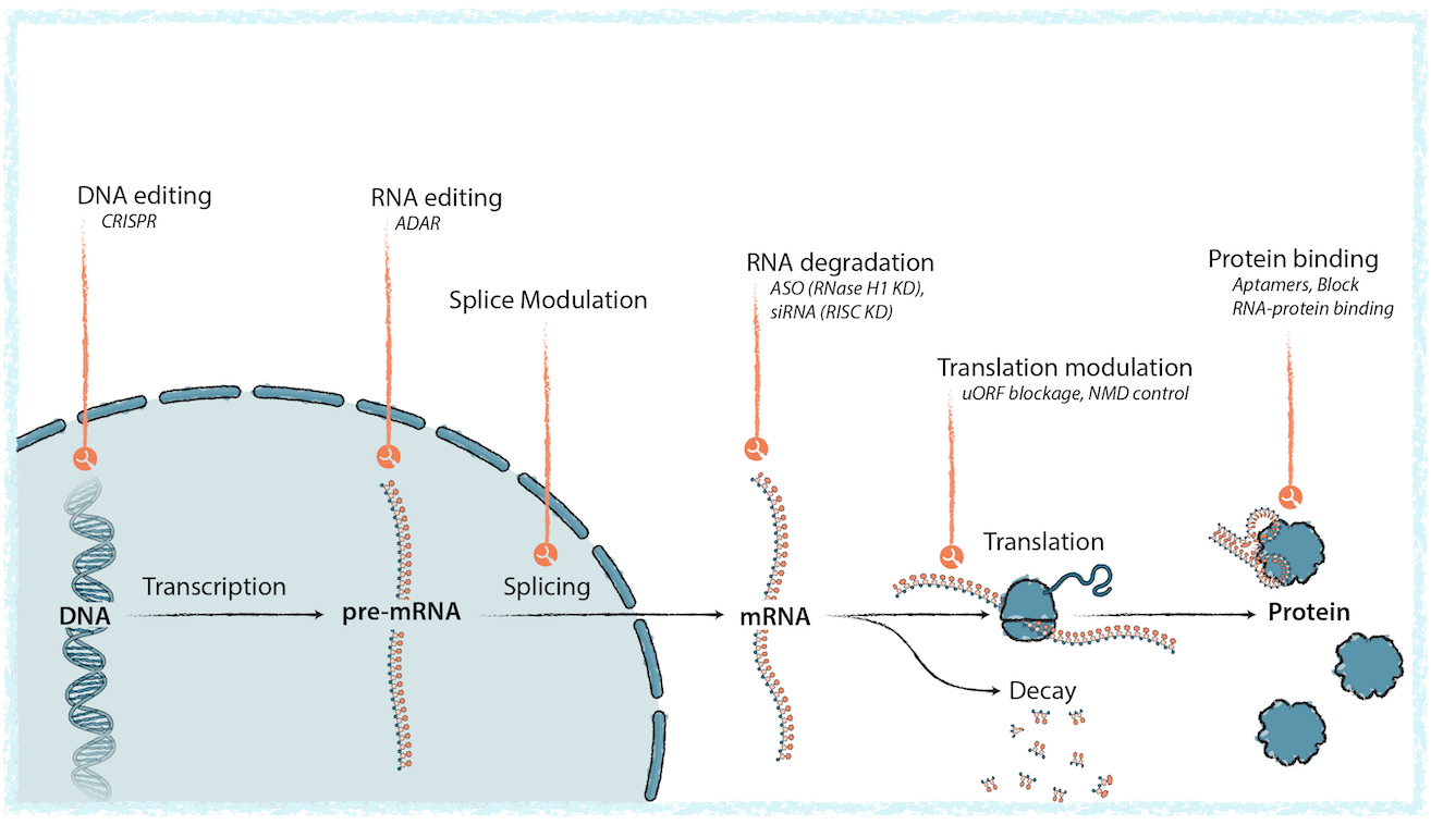 A scientific illustration showing RNA from transcription in the nucleus to translation in the cytoplasm and how OBMs can regulate mRNA at every step. A small robot hand icon marks the steps.